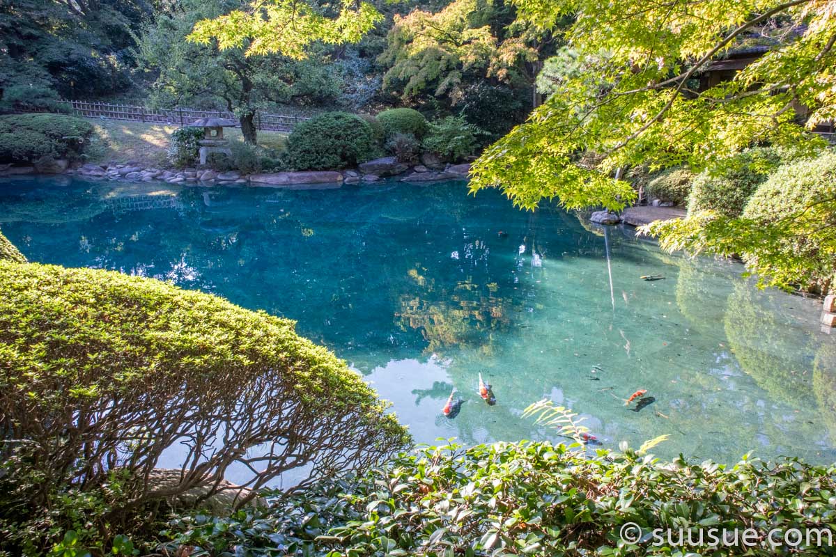 日本庭園の池と鯉