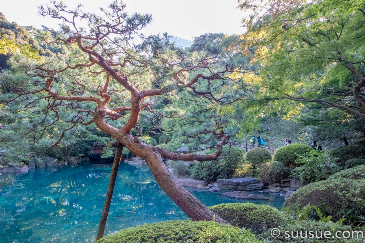 日本庭園の松2
