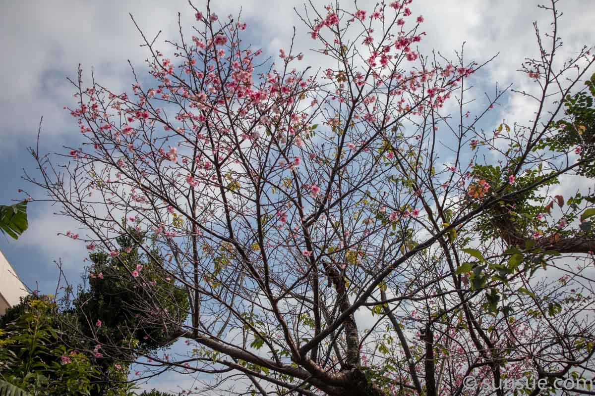 桜