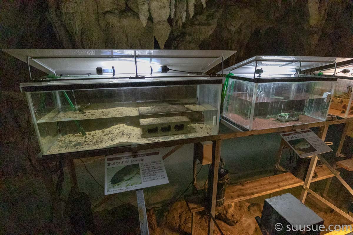 おきなわワールド 玉泉洞 生き物