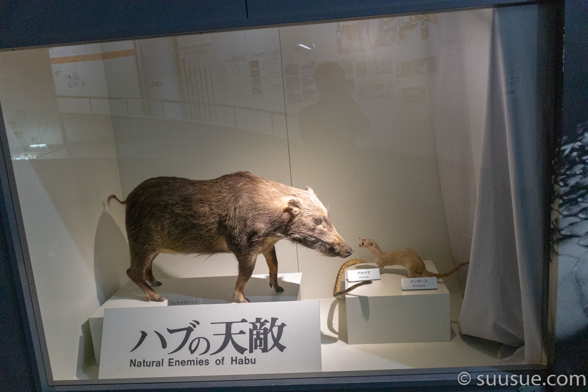 おきなわワールド　ハブ博物公園　ハブの天敵