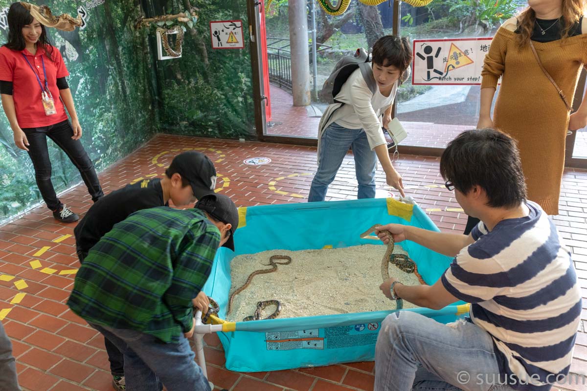 おきなわワールド　ハブ博物公園　触れる体験
