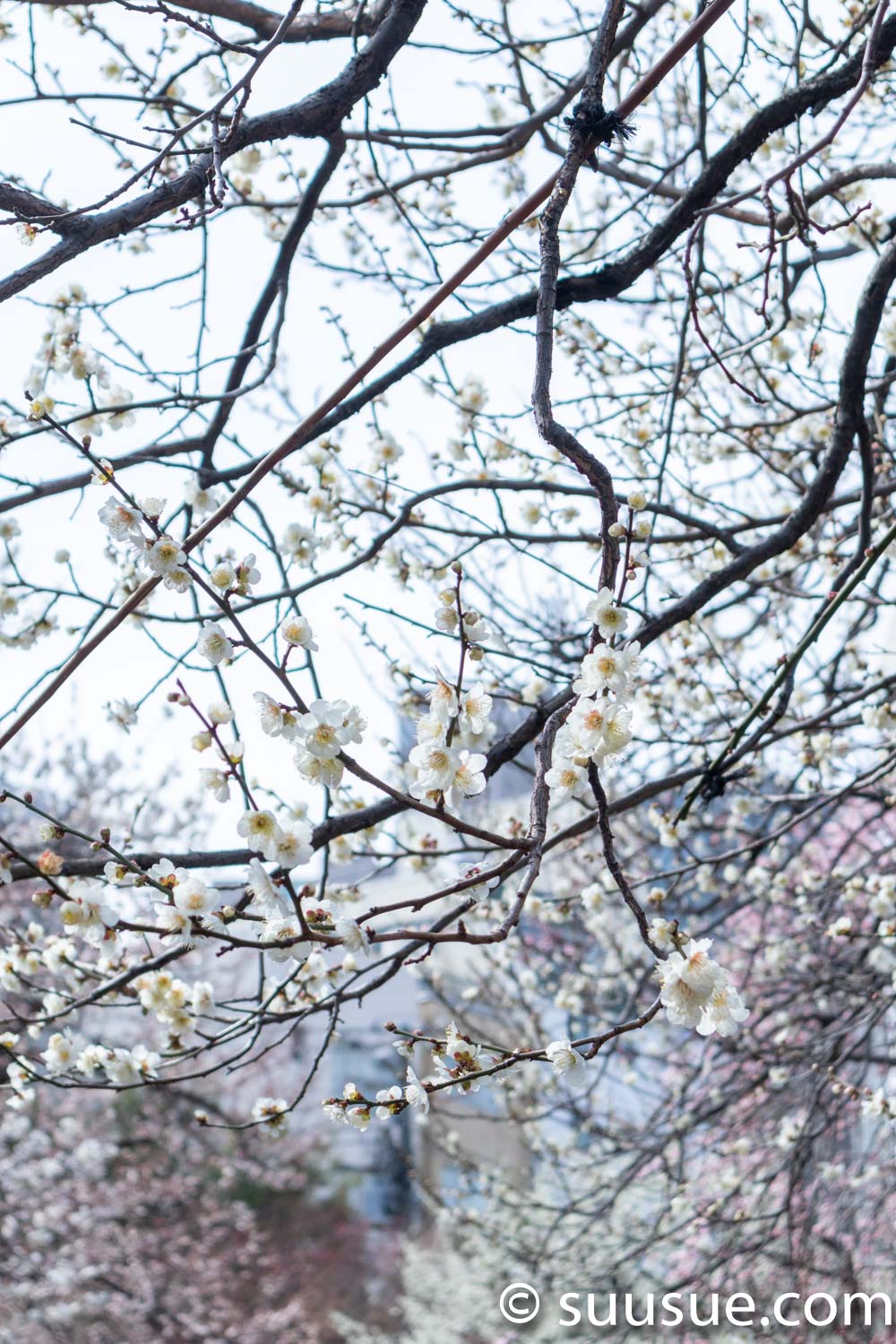 湯島天神　梅の花