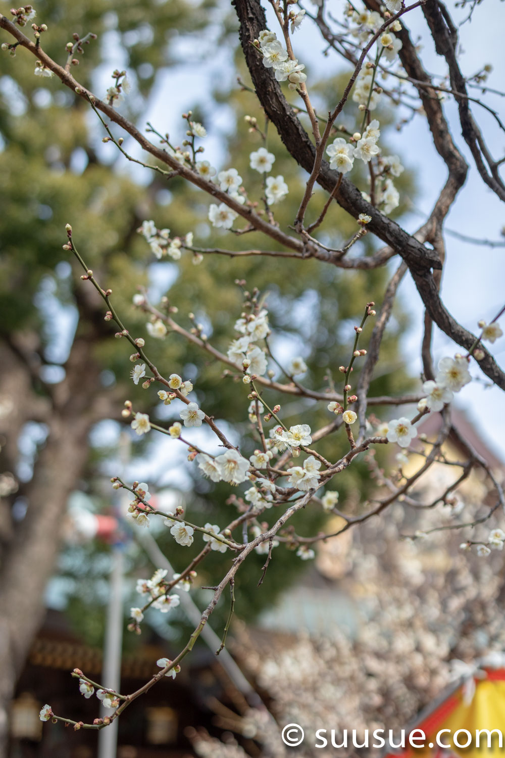 湯島天神　梅の花