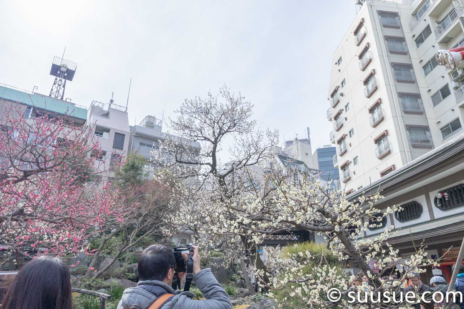 湯島天神　梅園