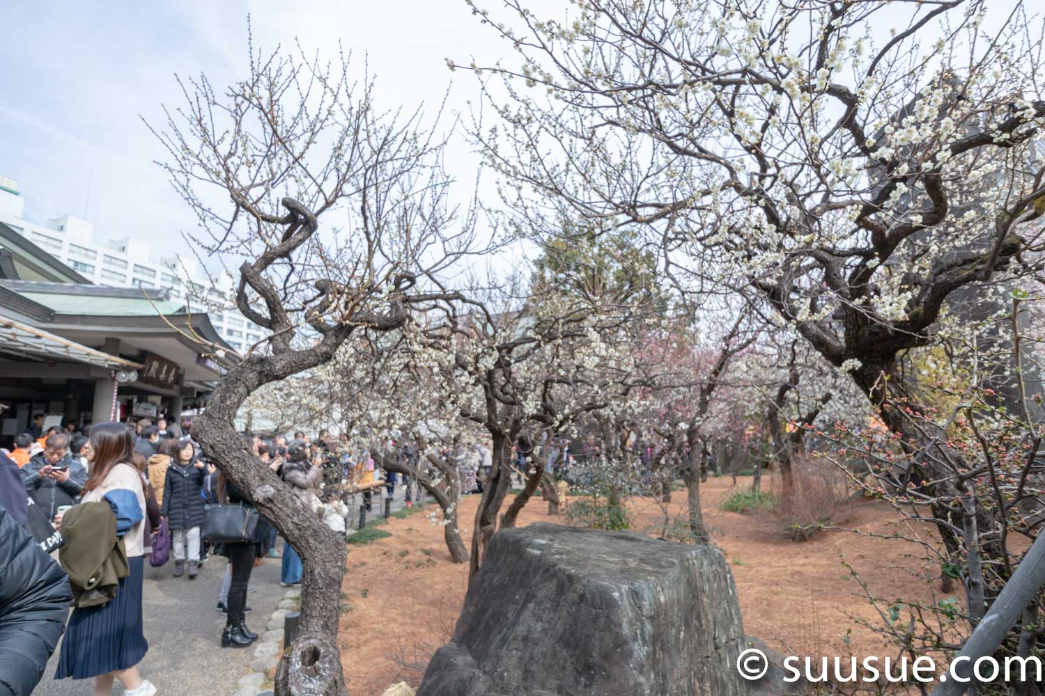 湯島天神　梅園