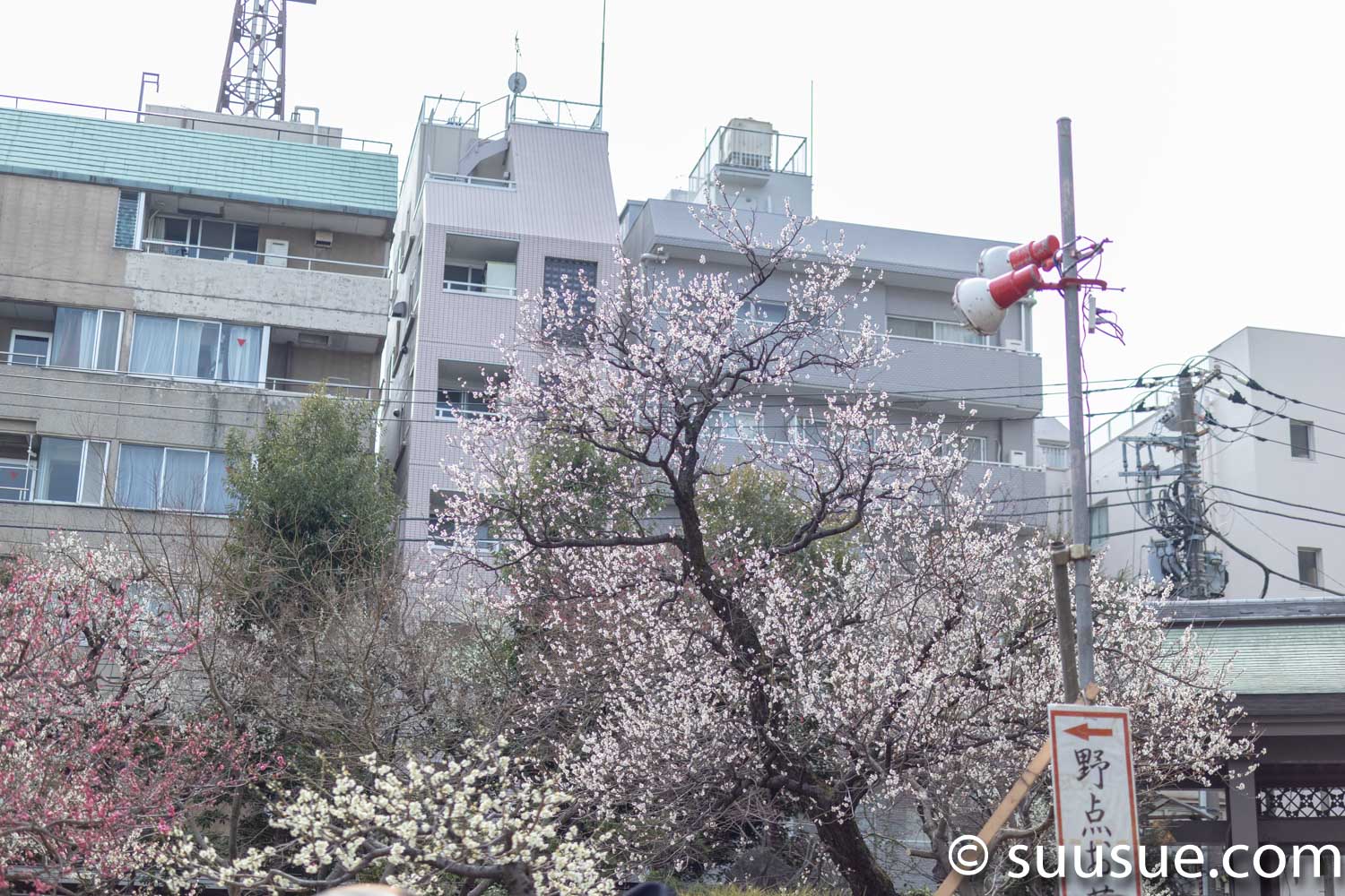 湯島天神　梅園