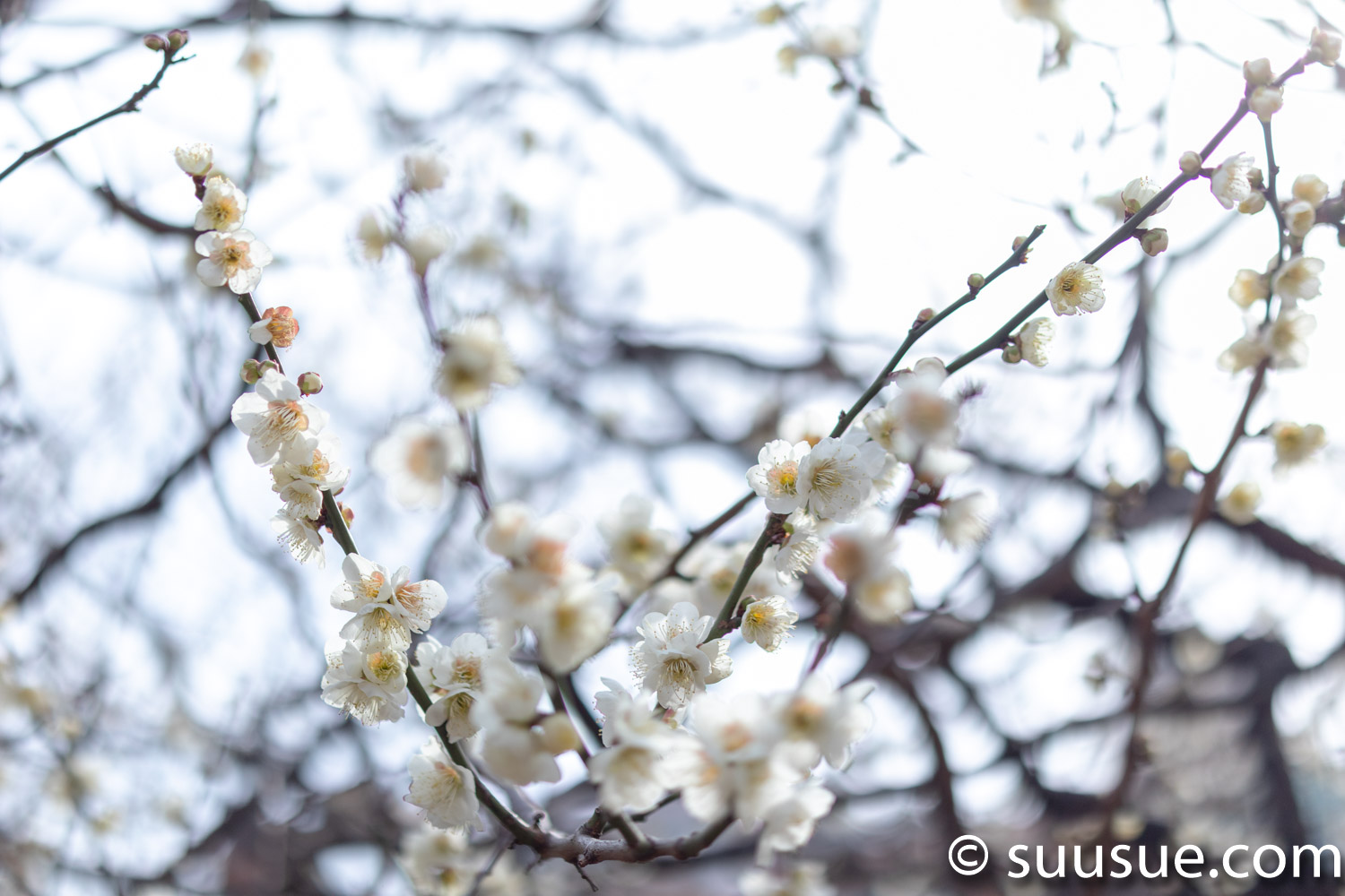 湯島天神　梅の花