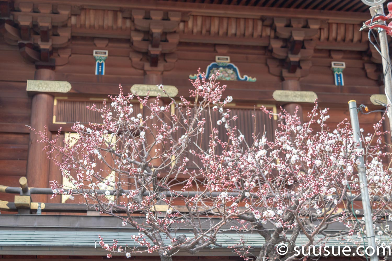 湯島天神　梅の盆栽