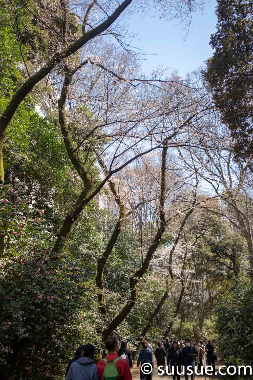 六義園　山桜