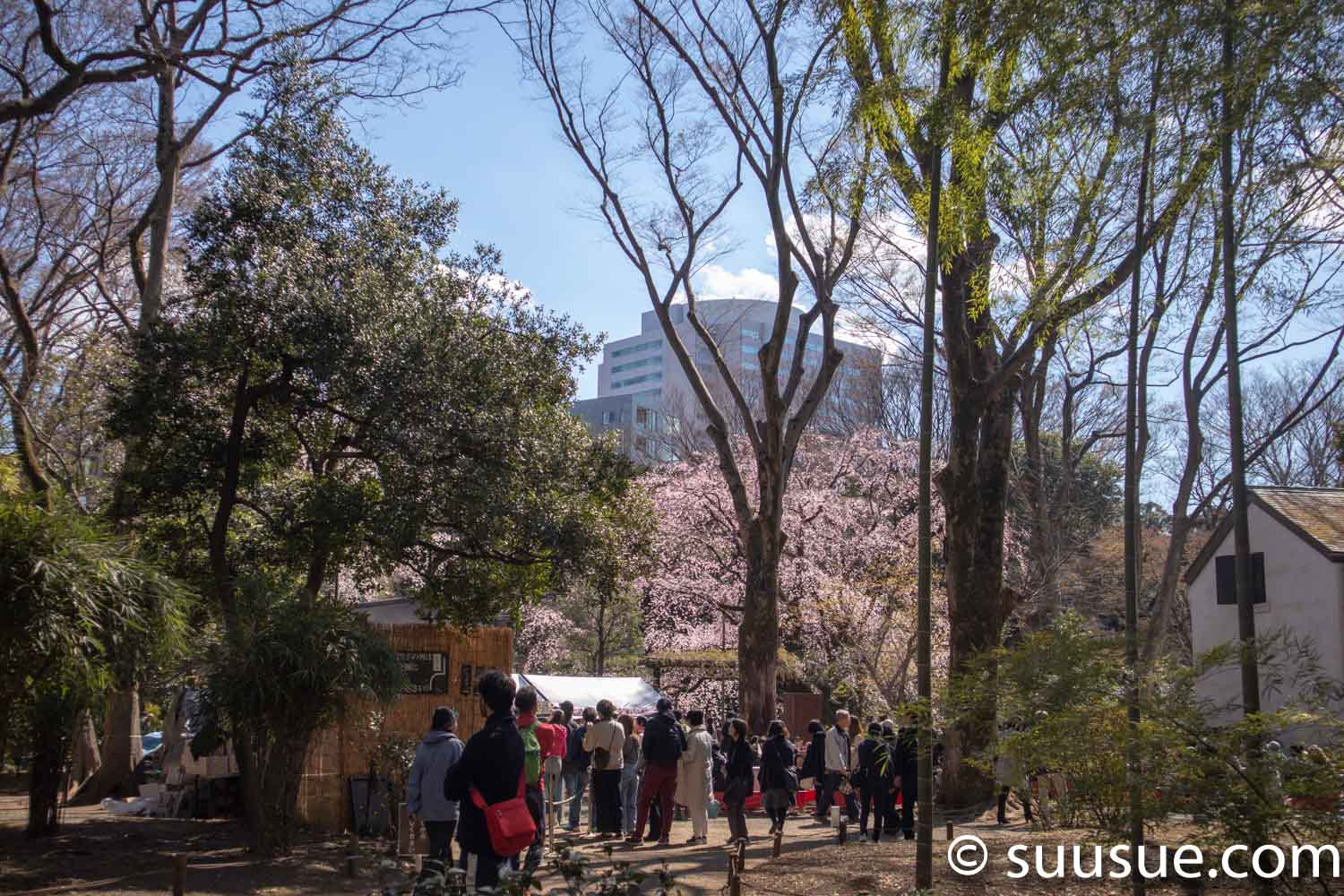 六義園　しだれ桜手前の団子屋の手前