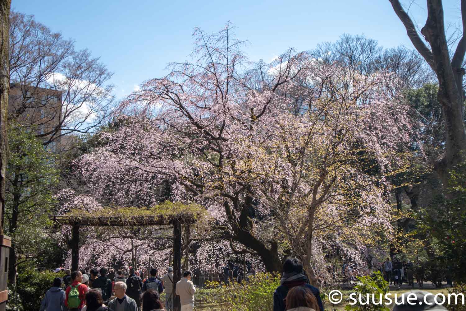 六義園　しだれ桜１