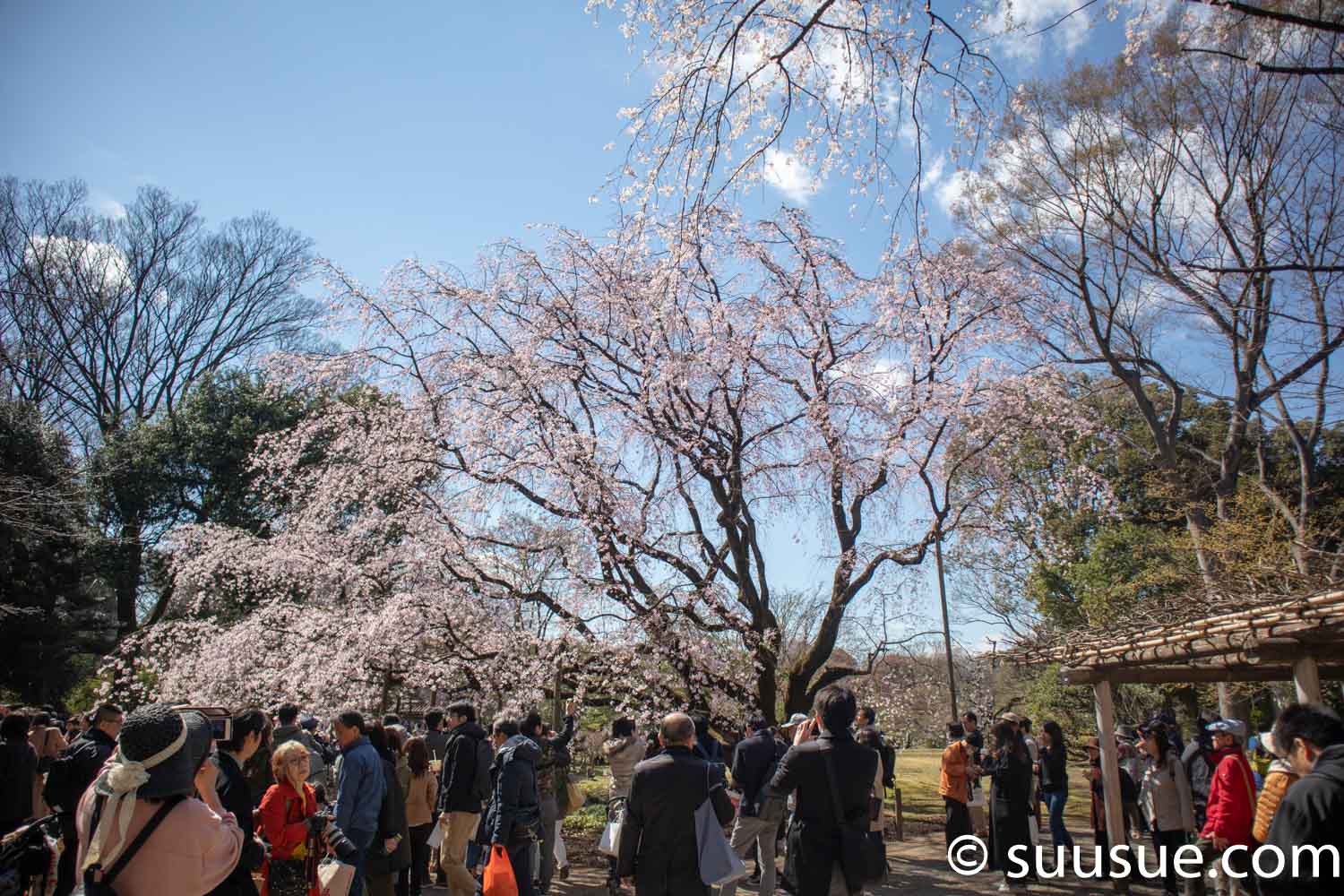 六義園　しだれ桜１　正面