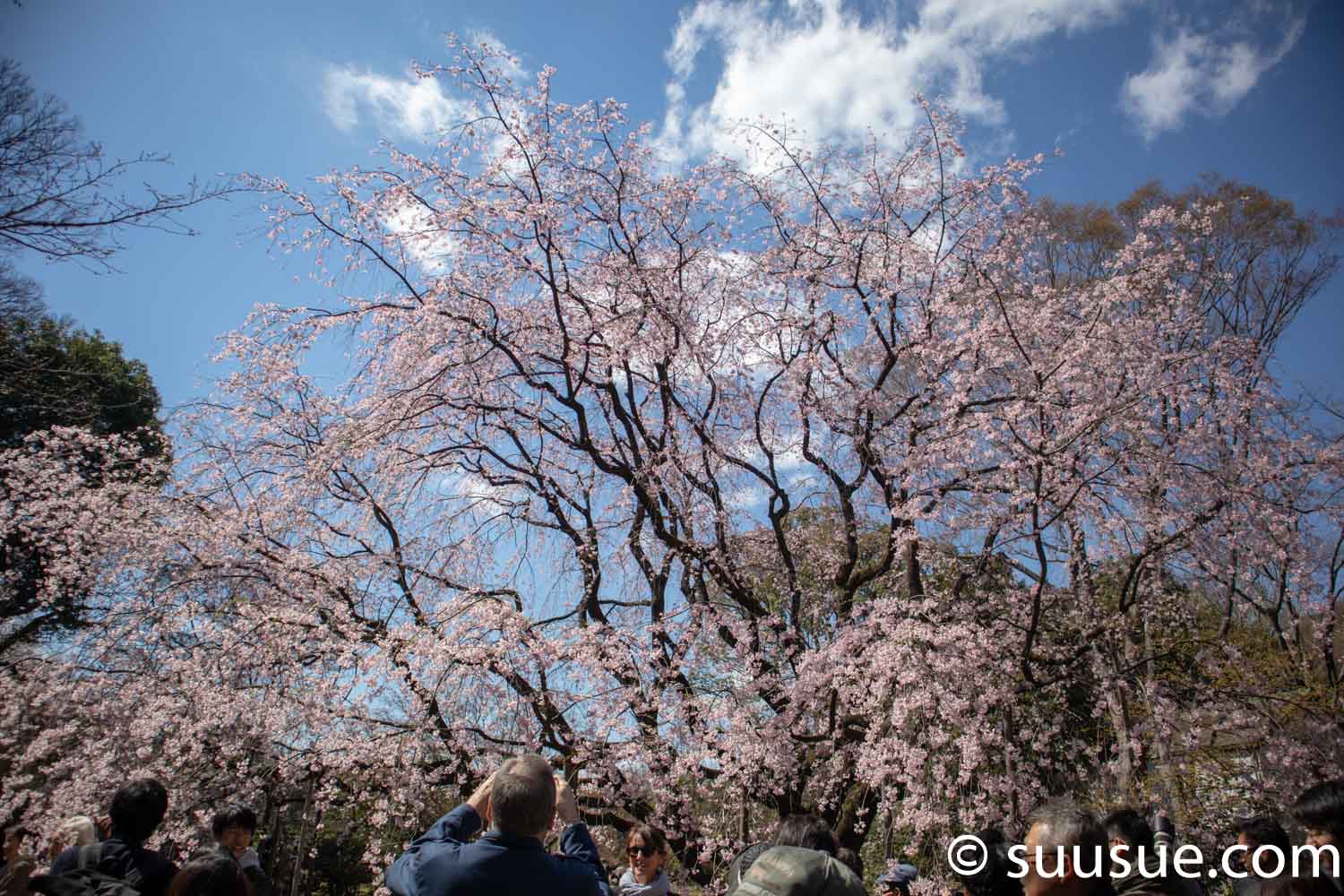 六義園　しだれ桜１　アップ