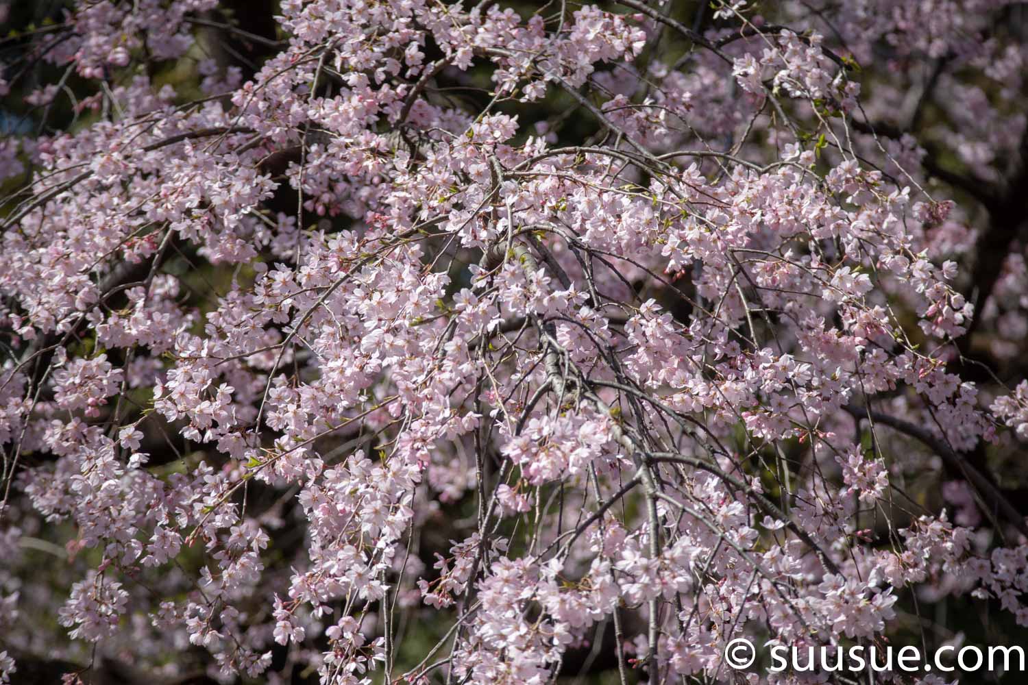 しだれ桜１　望遠