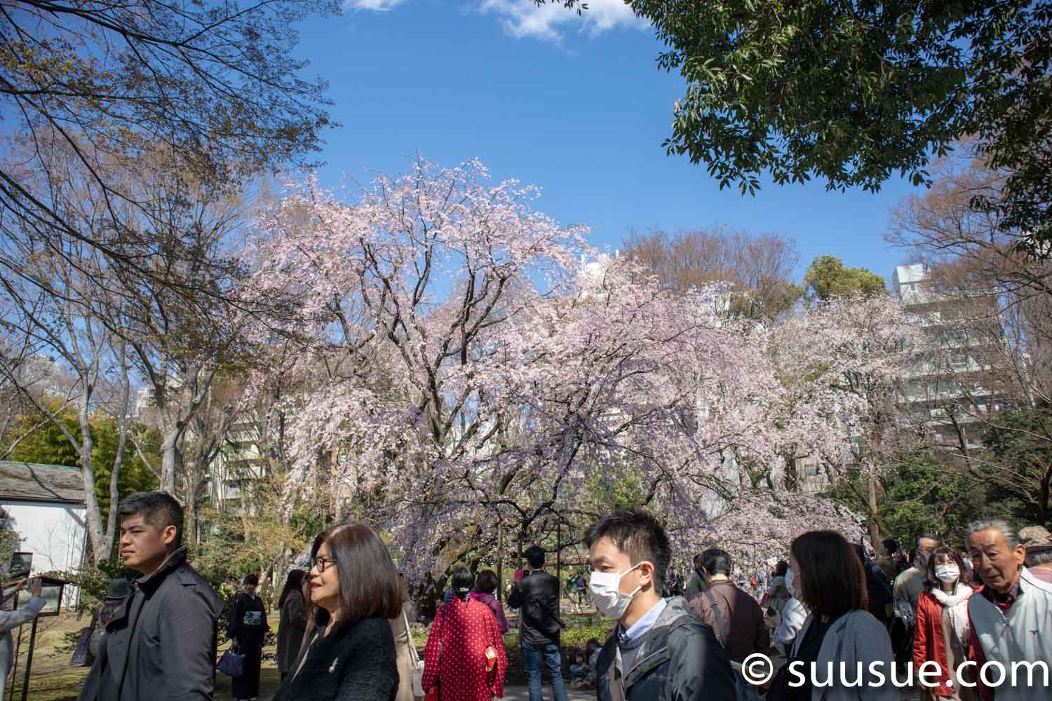 六義園　しだれ桜