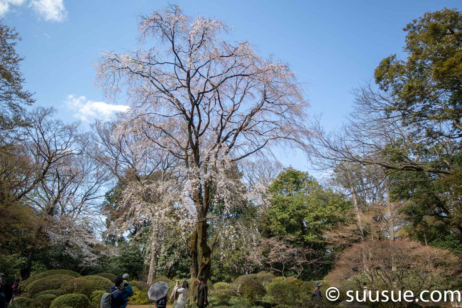 六義園　しだれ桜２