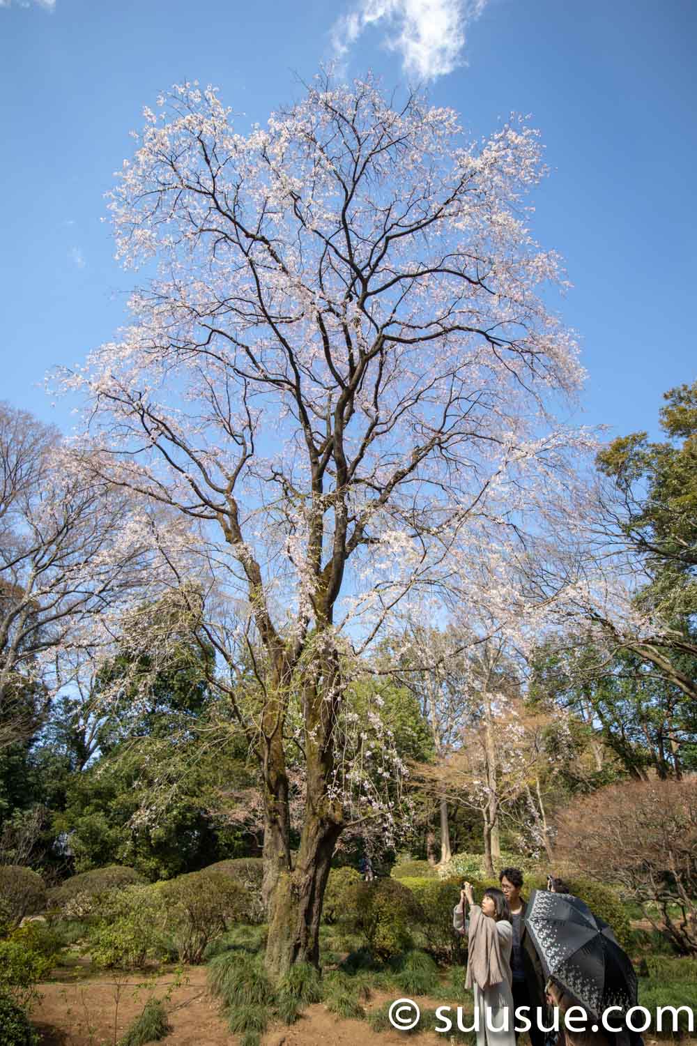 六義園　しだれ桜２