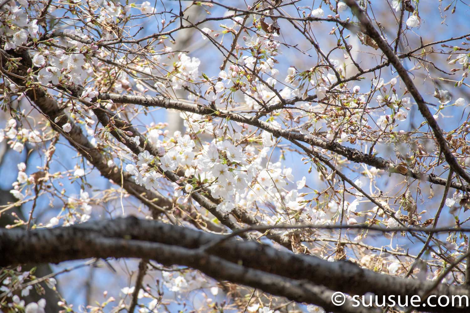 六義園　しだれ桜２　望遠
