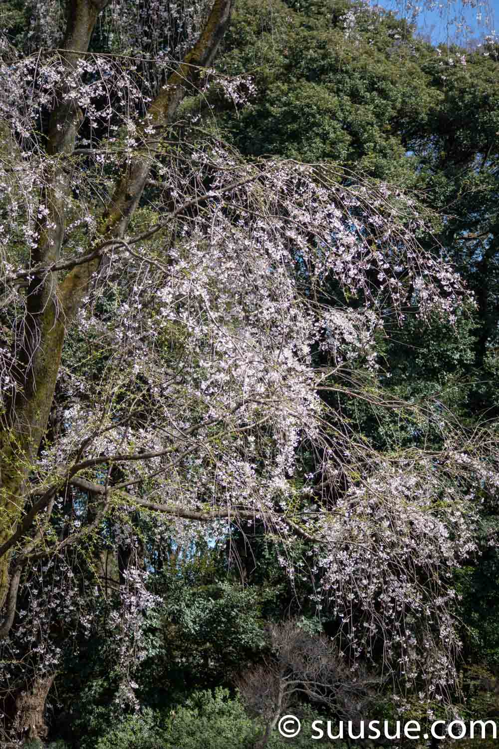 六義園　山桜