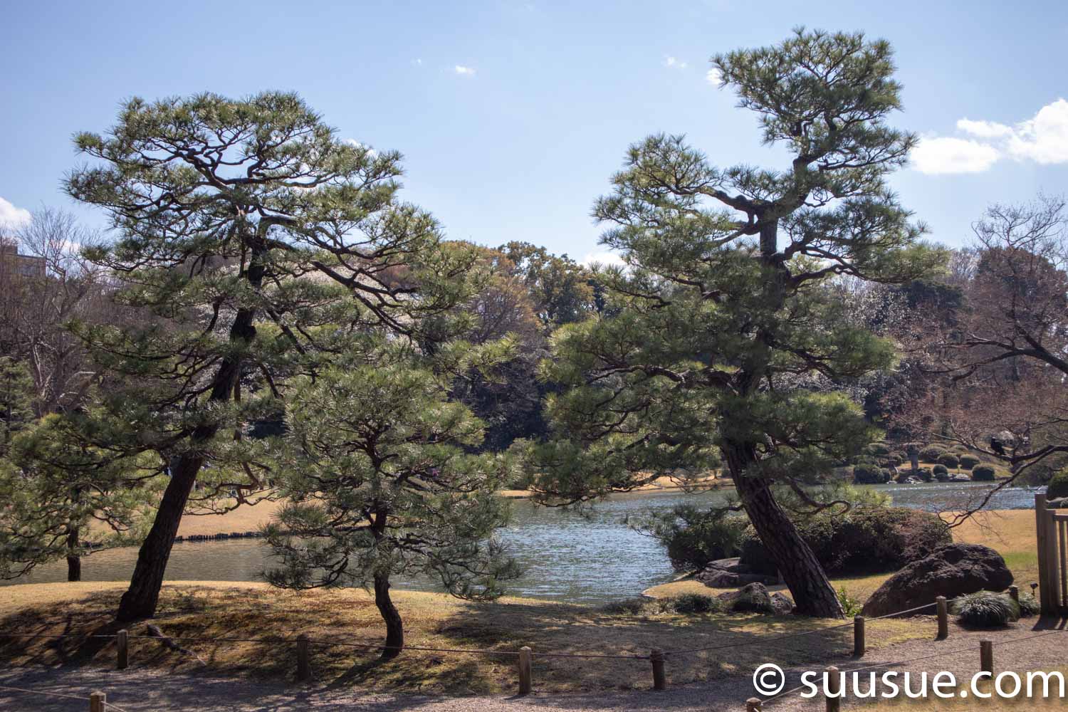 六義園 松