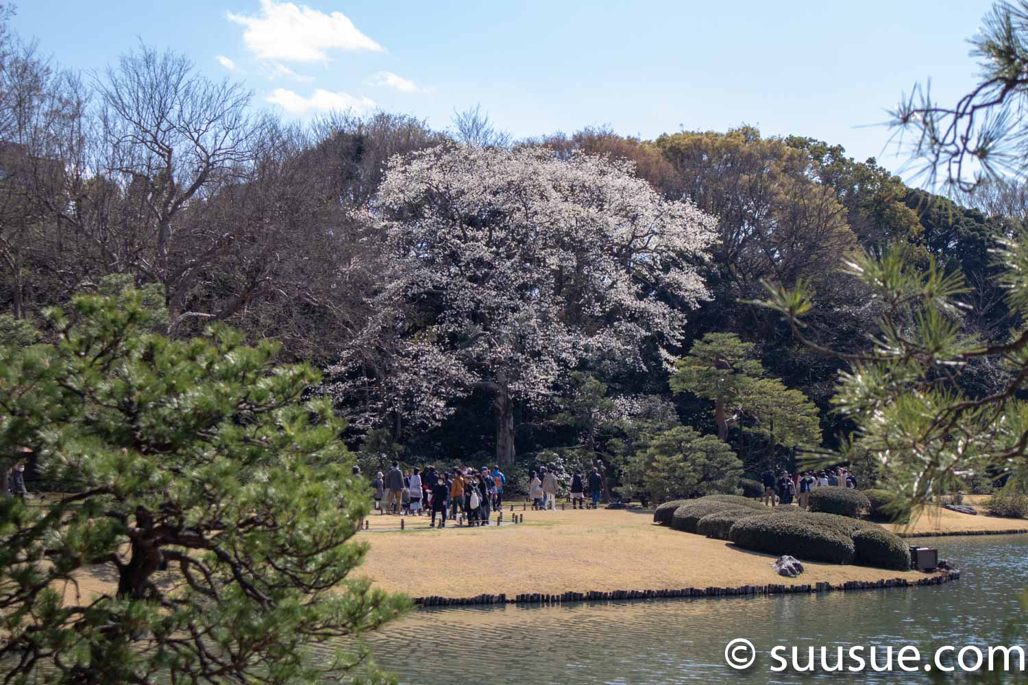 六義園　桜遠景