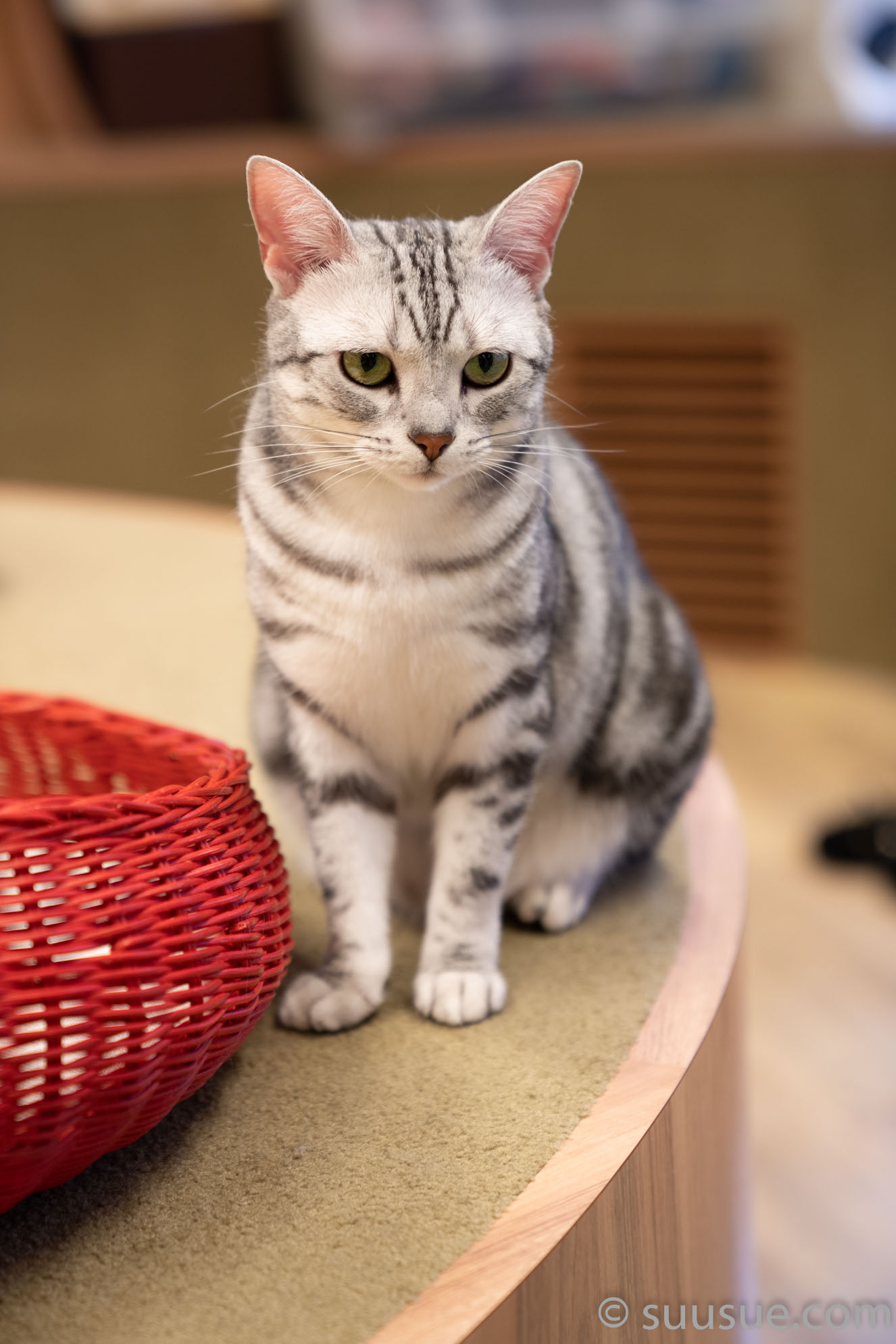 猫　僕と猫。