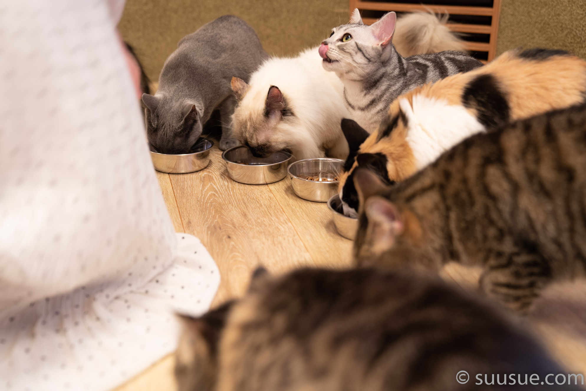 猫の食事　僕と猫。