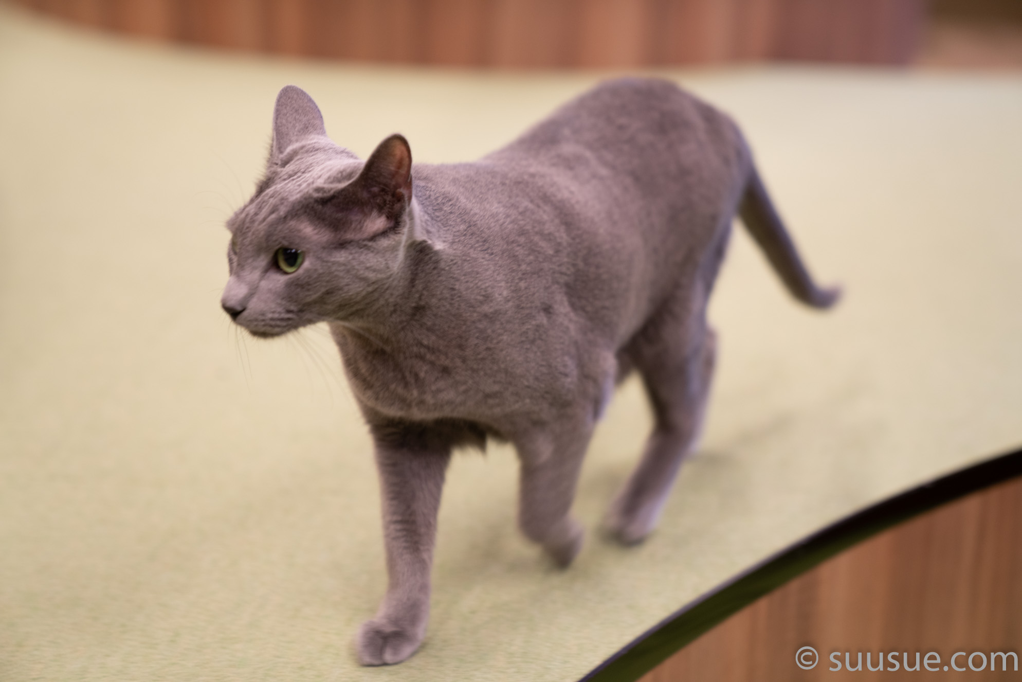 猫　僕と猫。