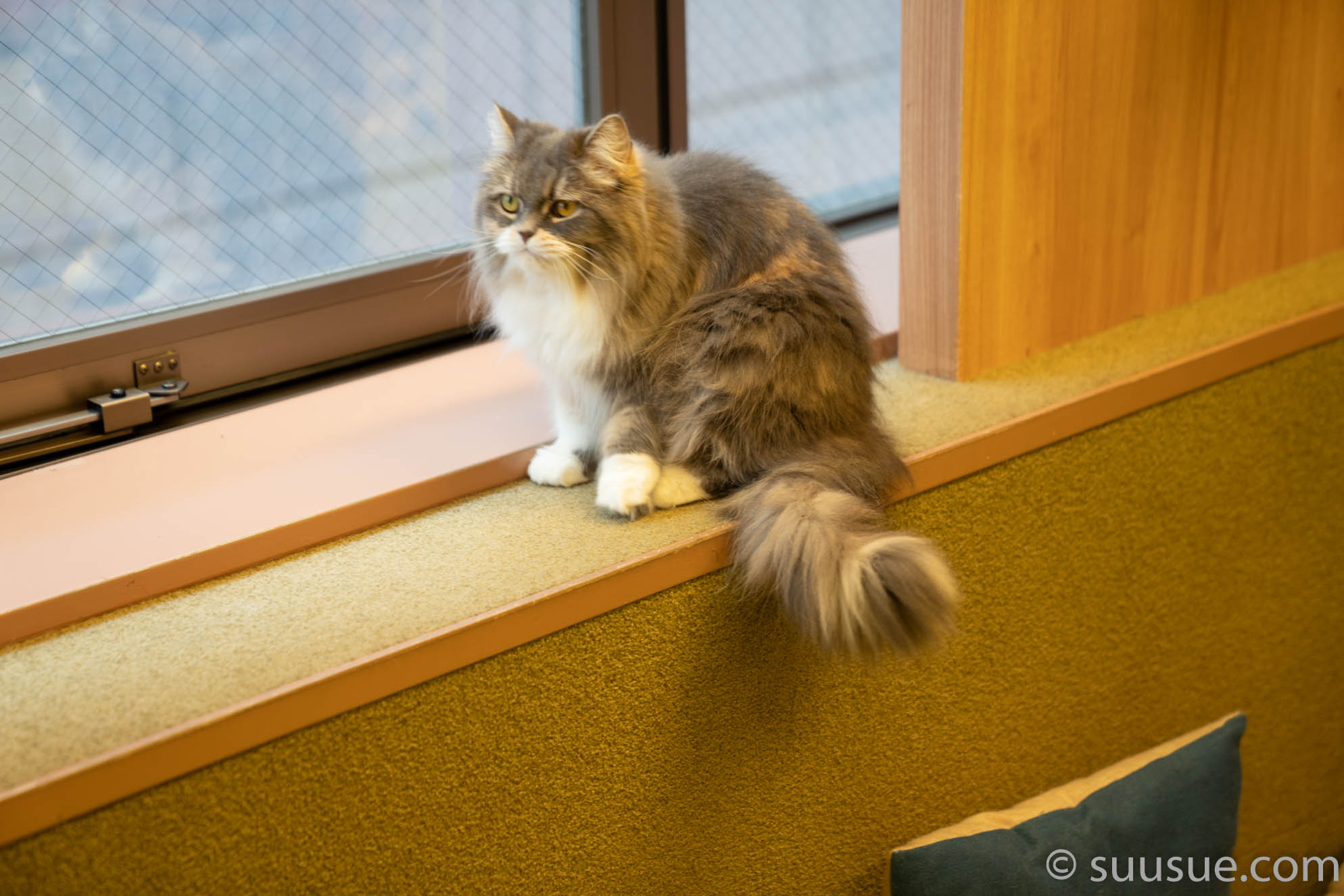 猫　僕と猫。