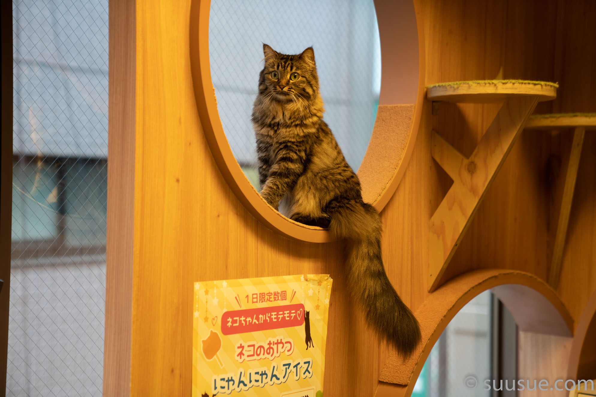 猫　僕と猫。