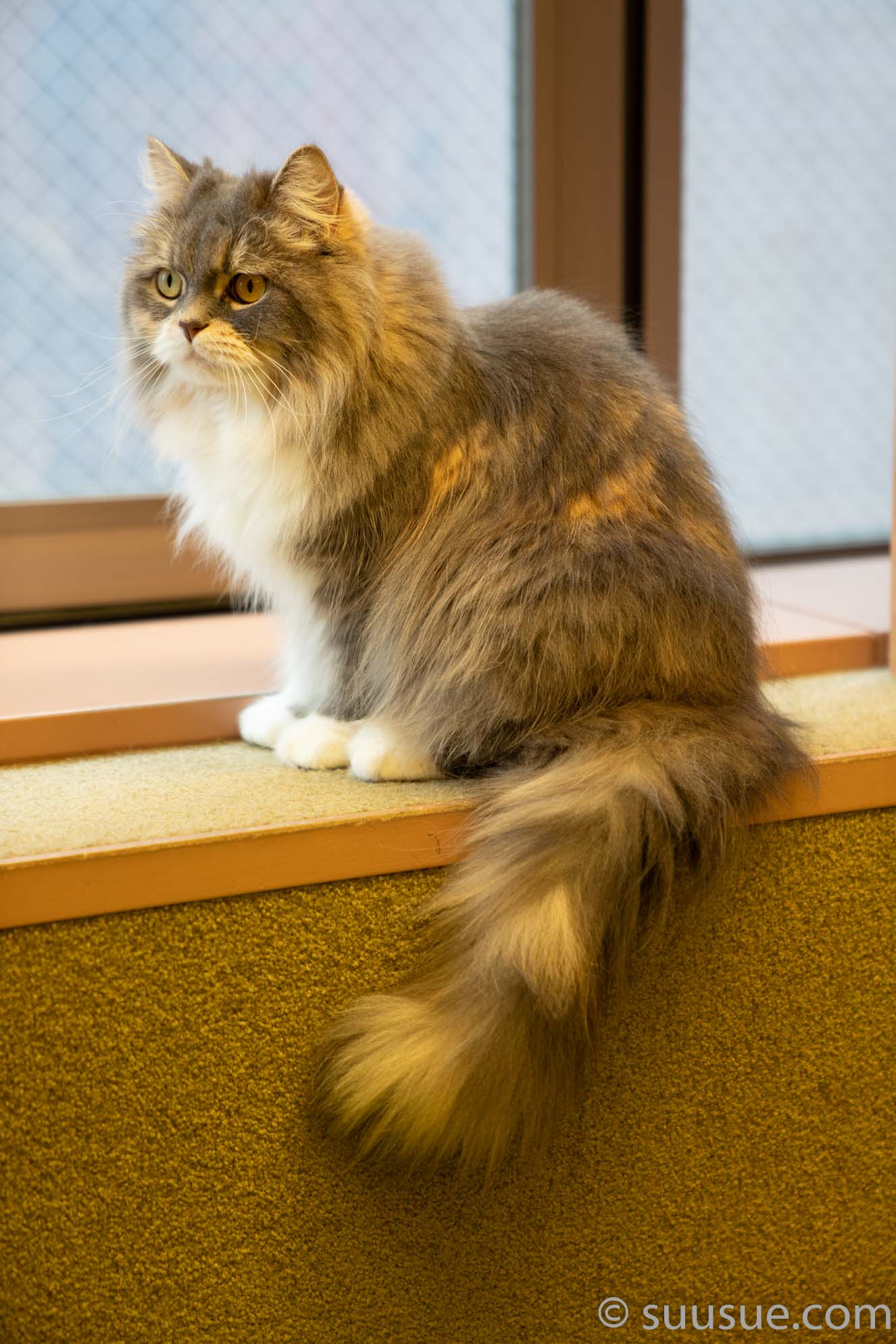 猫　僕と猫。