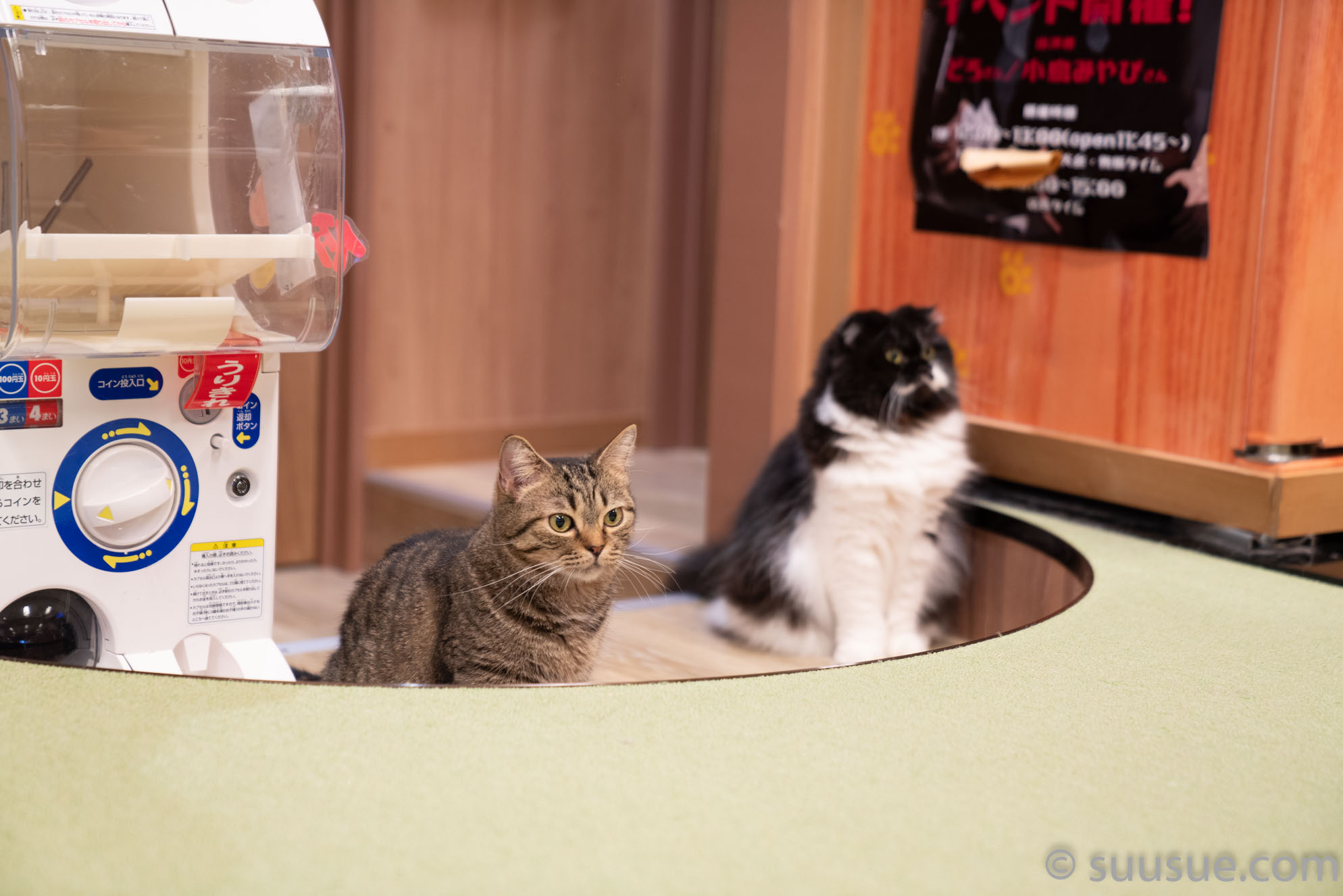 猫　僕と猫。