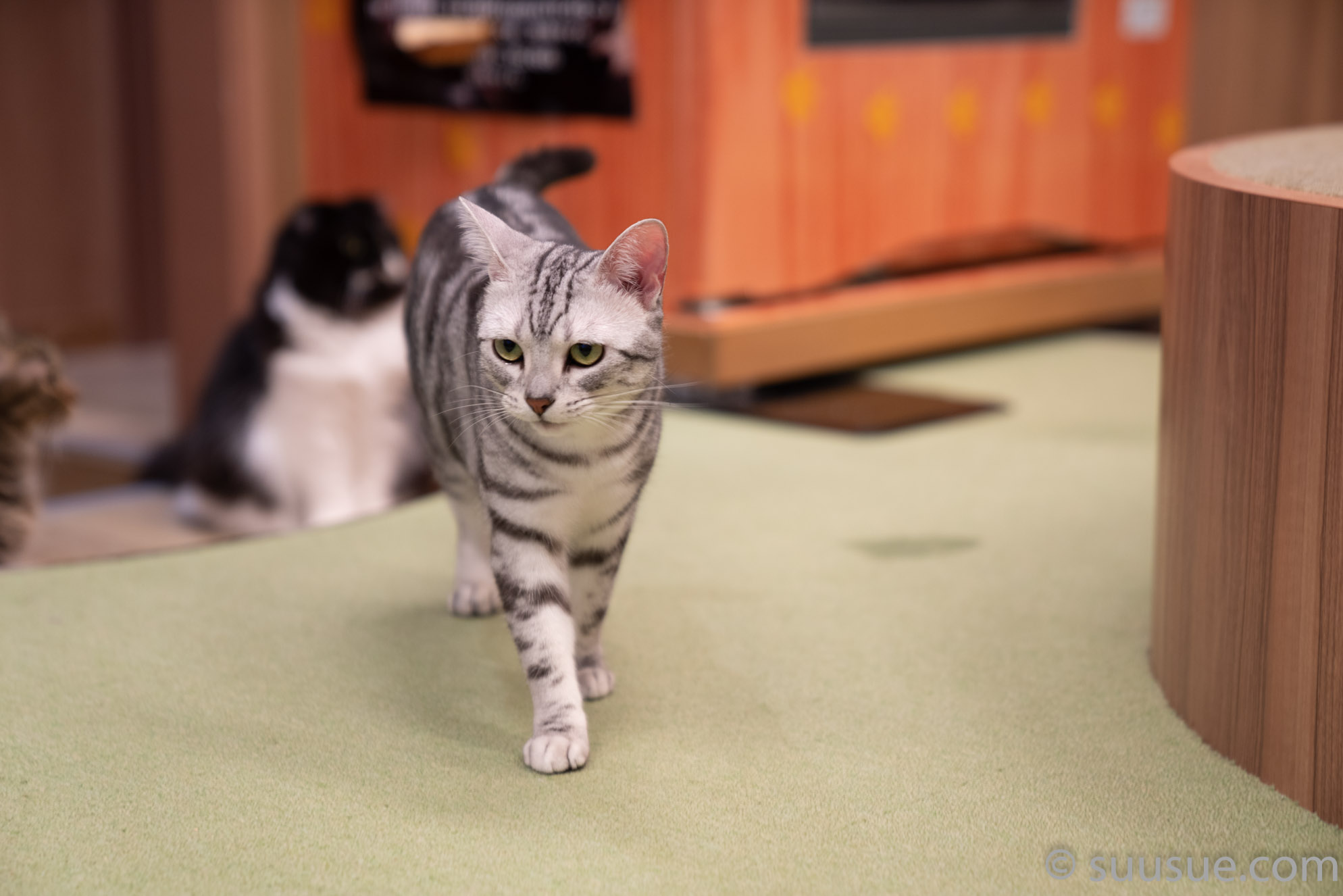 猫　僕と猫。