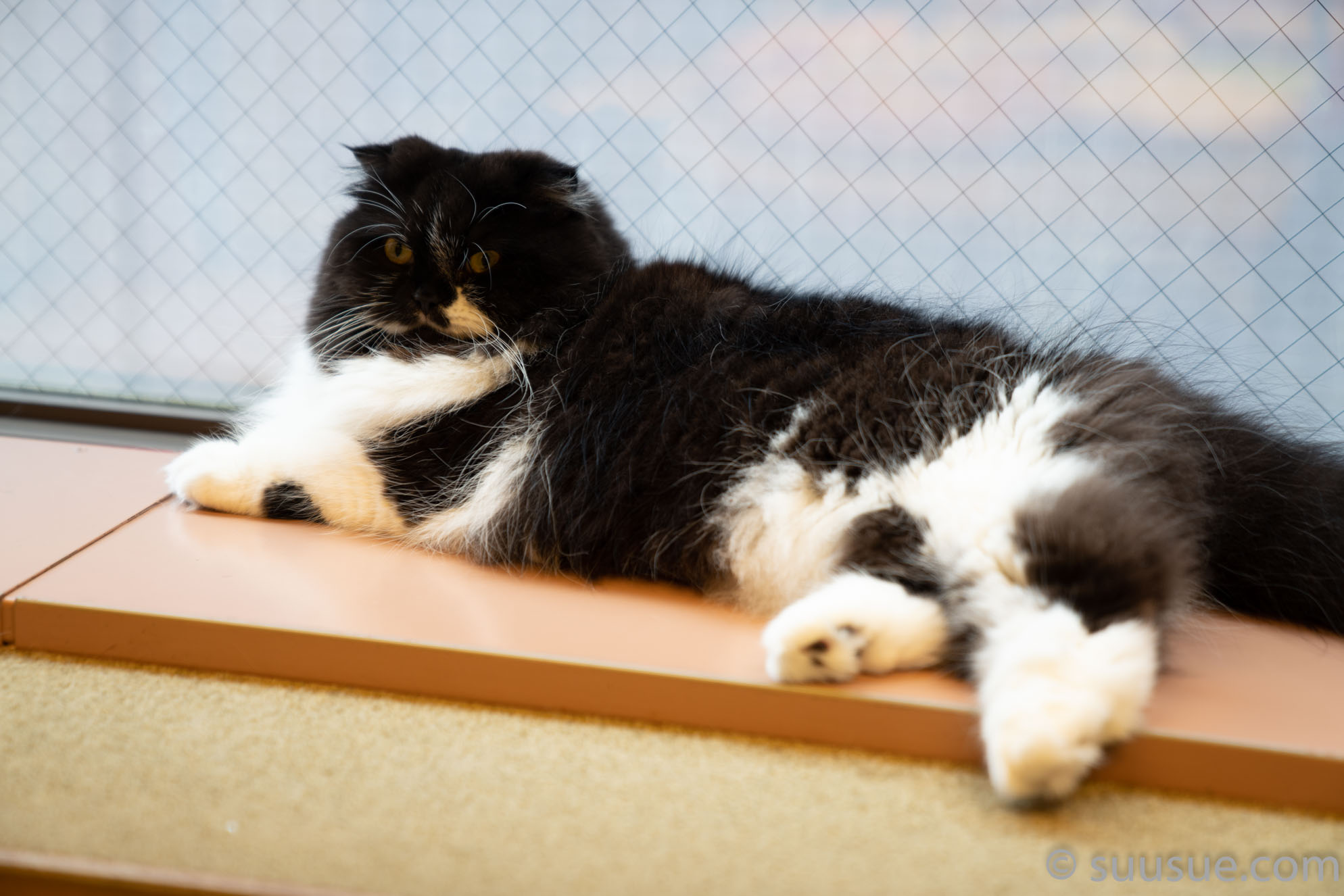 猫　僕と猫。