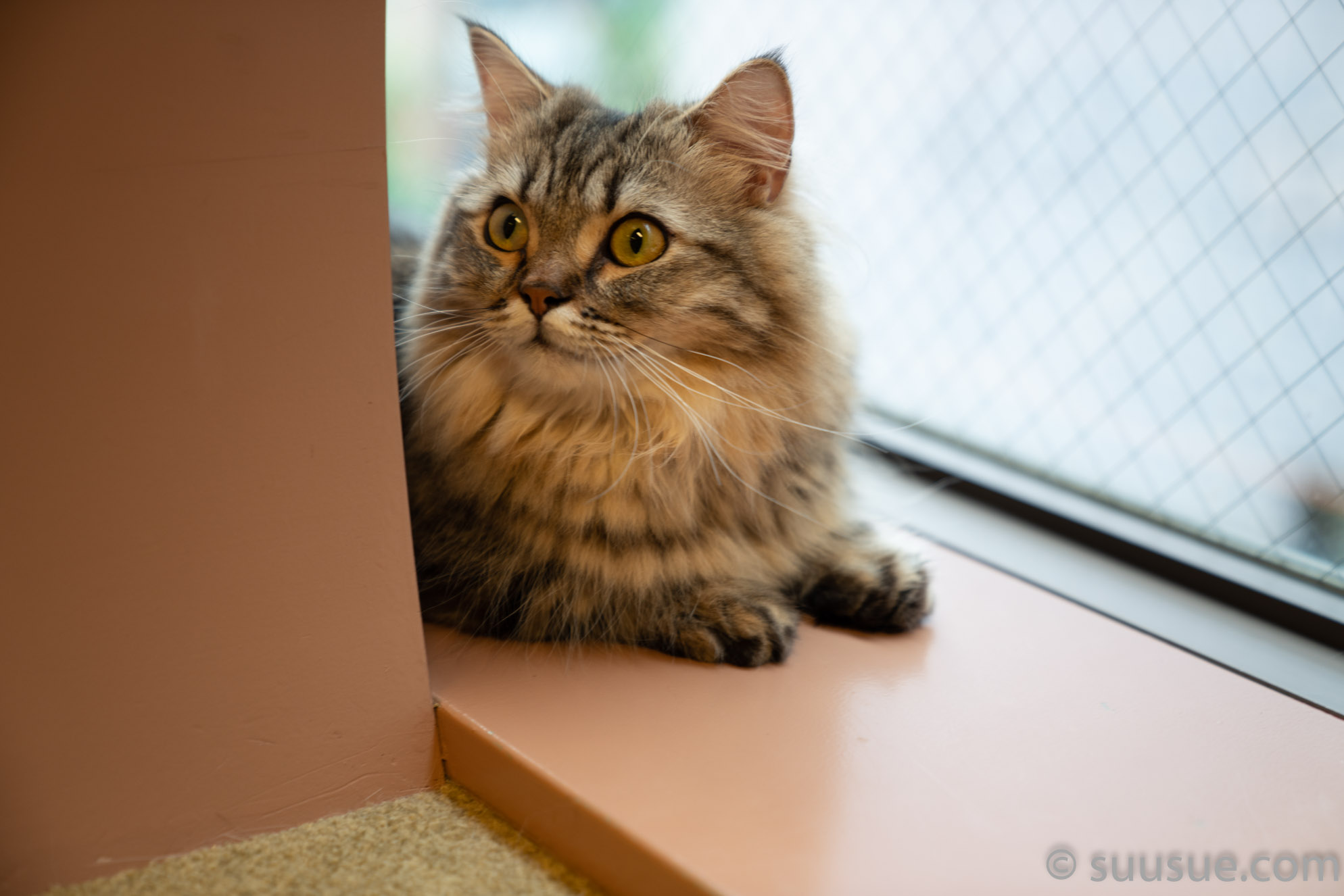 猫　僕と猫。