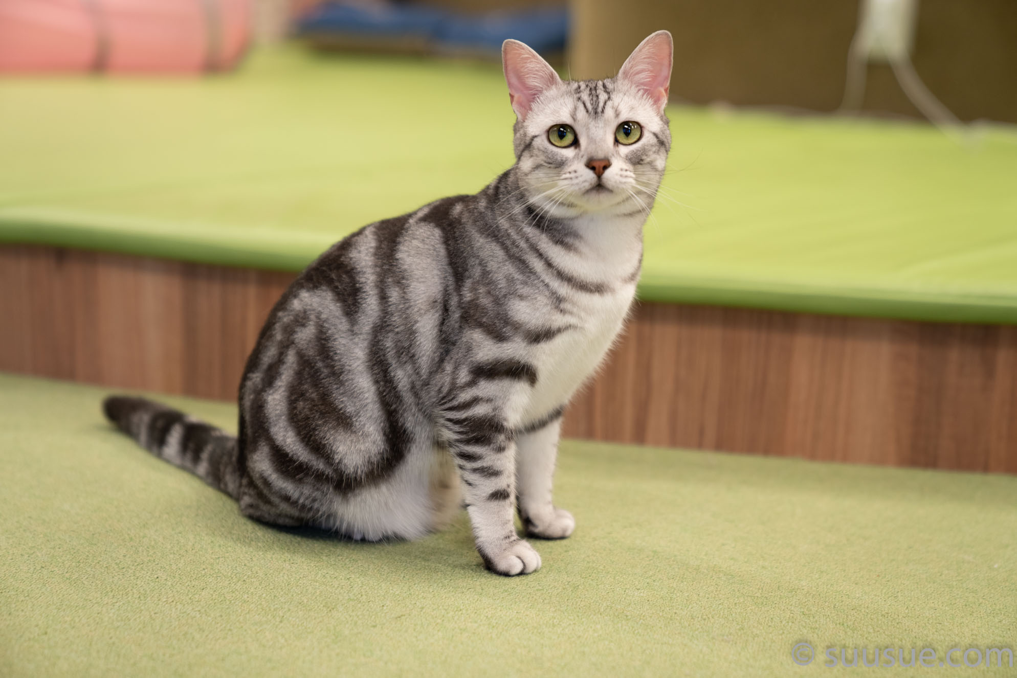 猫　僕と猫。