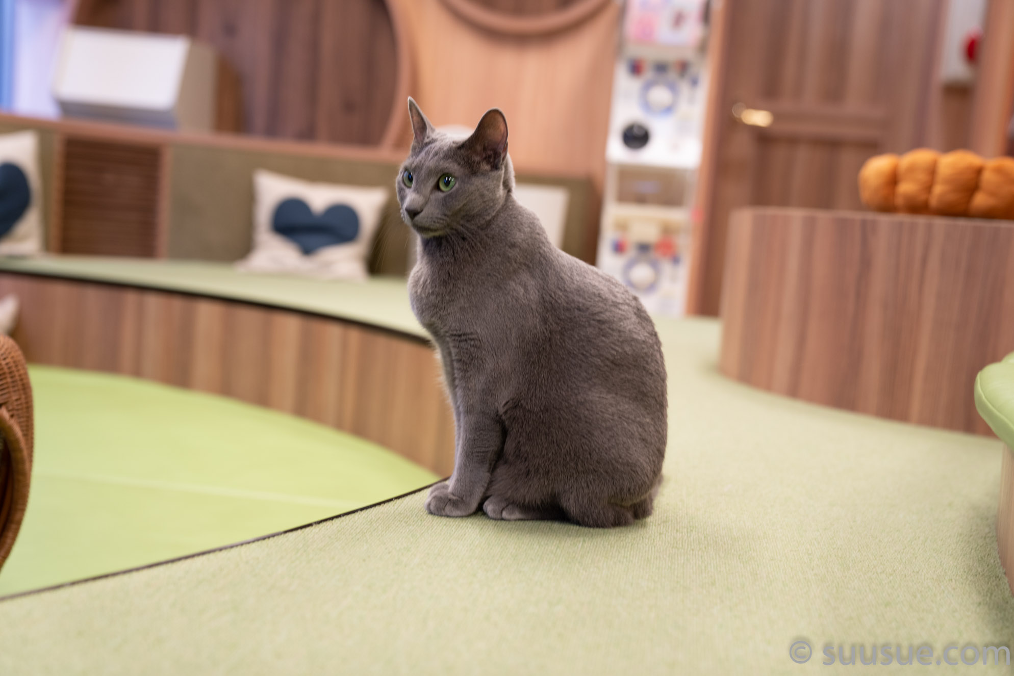 猫　僕と猫。