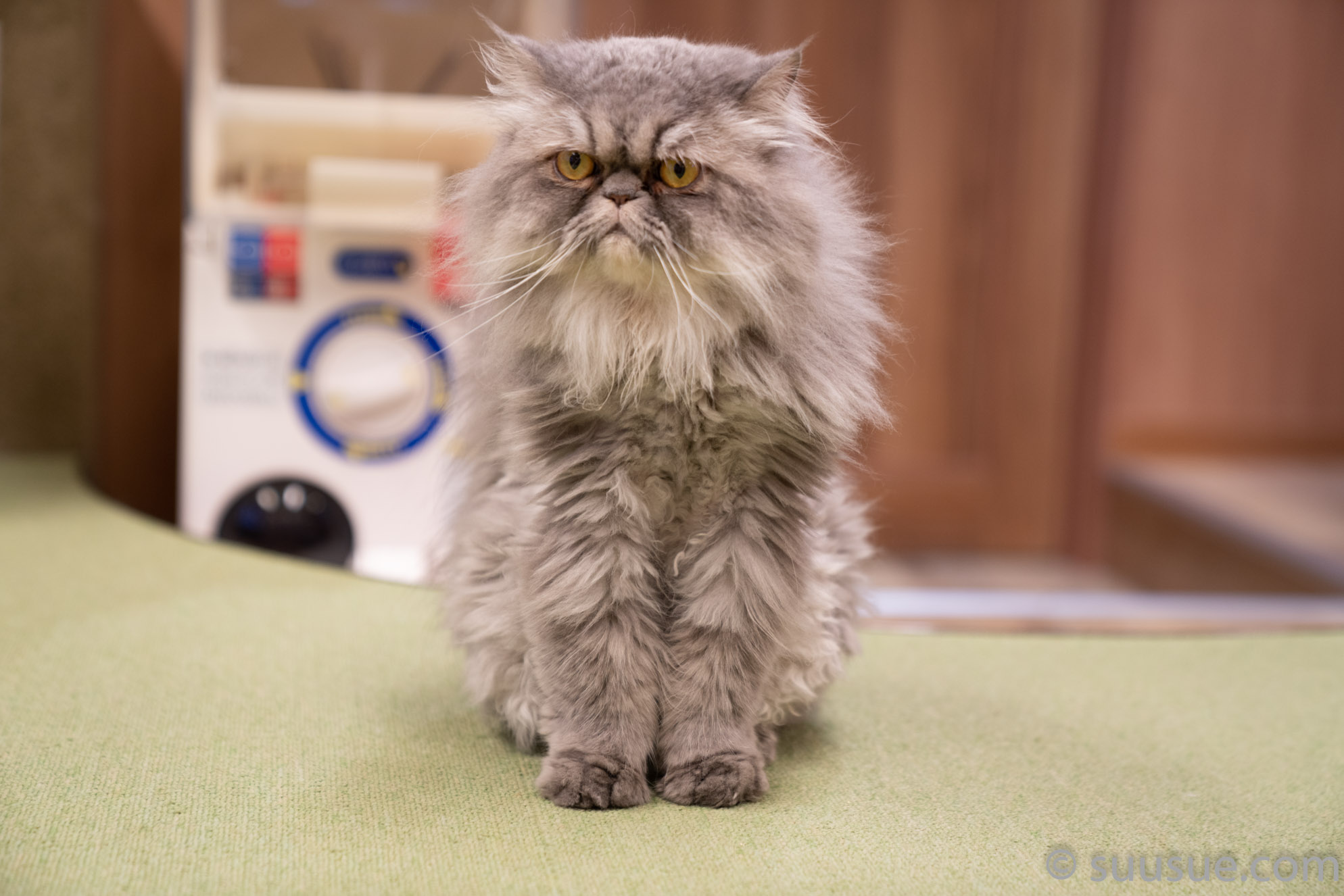 猫　僕と猫。