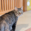 御茶ノ水の猫カフェネコリパブリックに行ってきたので徹底レビューします！ - ねこと