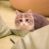 本当の猫好きがおすすめする秋葉原の猫カフェまとめ - ねことぼく